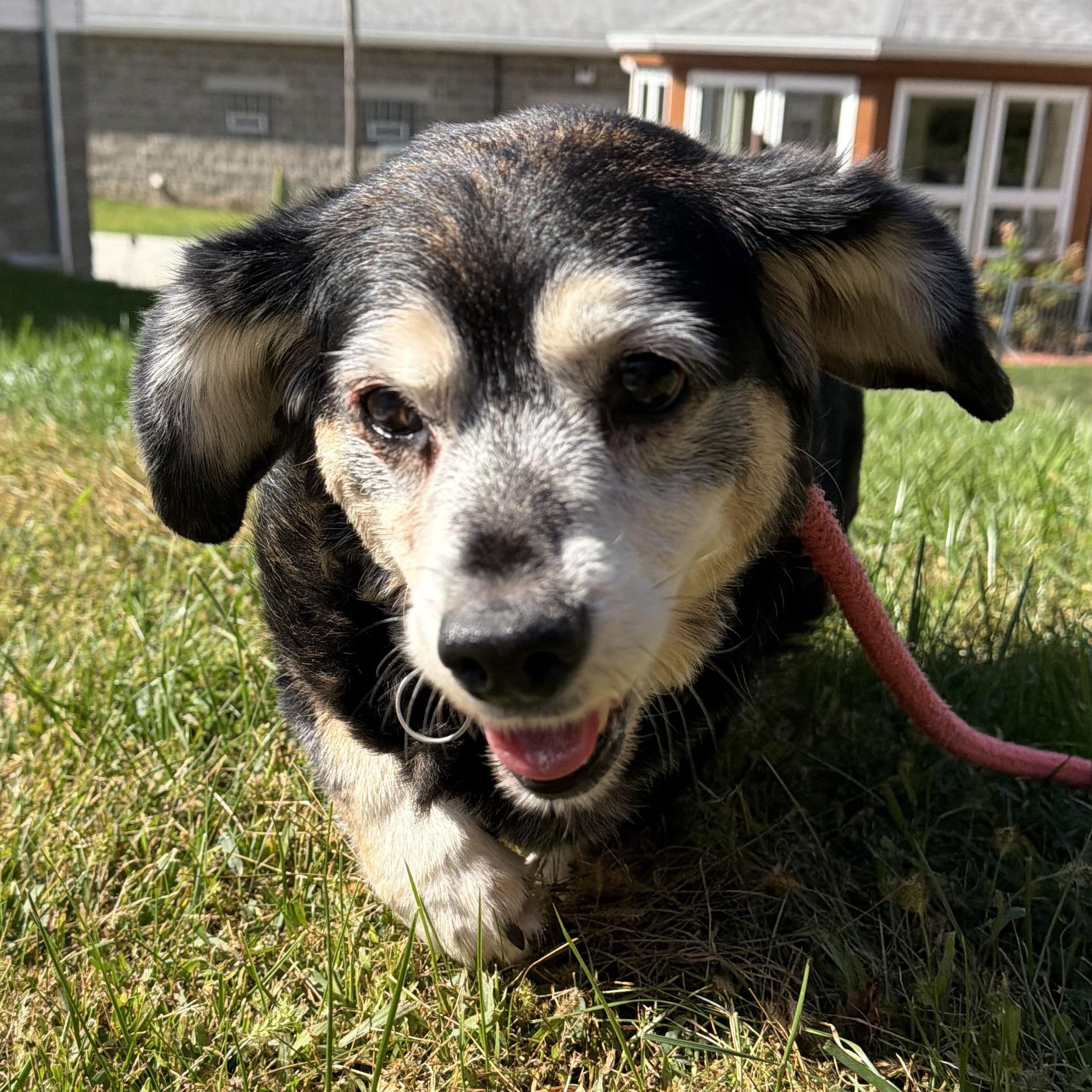 Enlarge Rosie, a Adoptable mixed breed in Latrobe, PA image 4/5