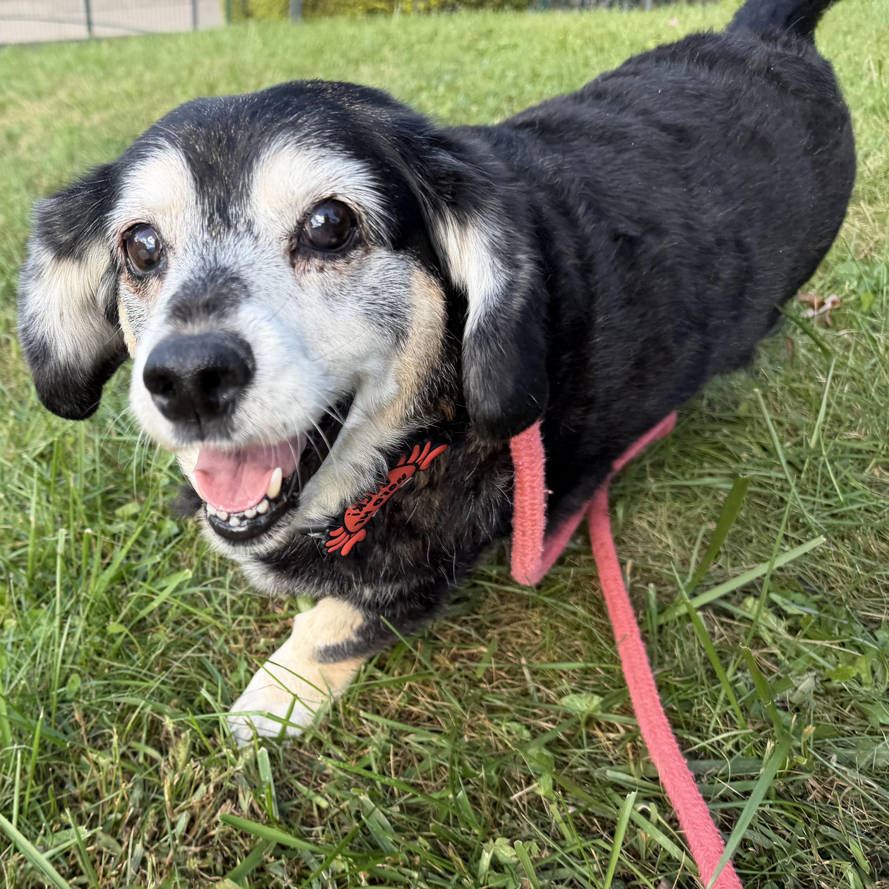Enlarge Rosie, a Adoptable mixed breed in Latrobe, PA image 3/5