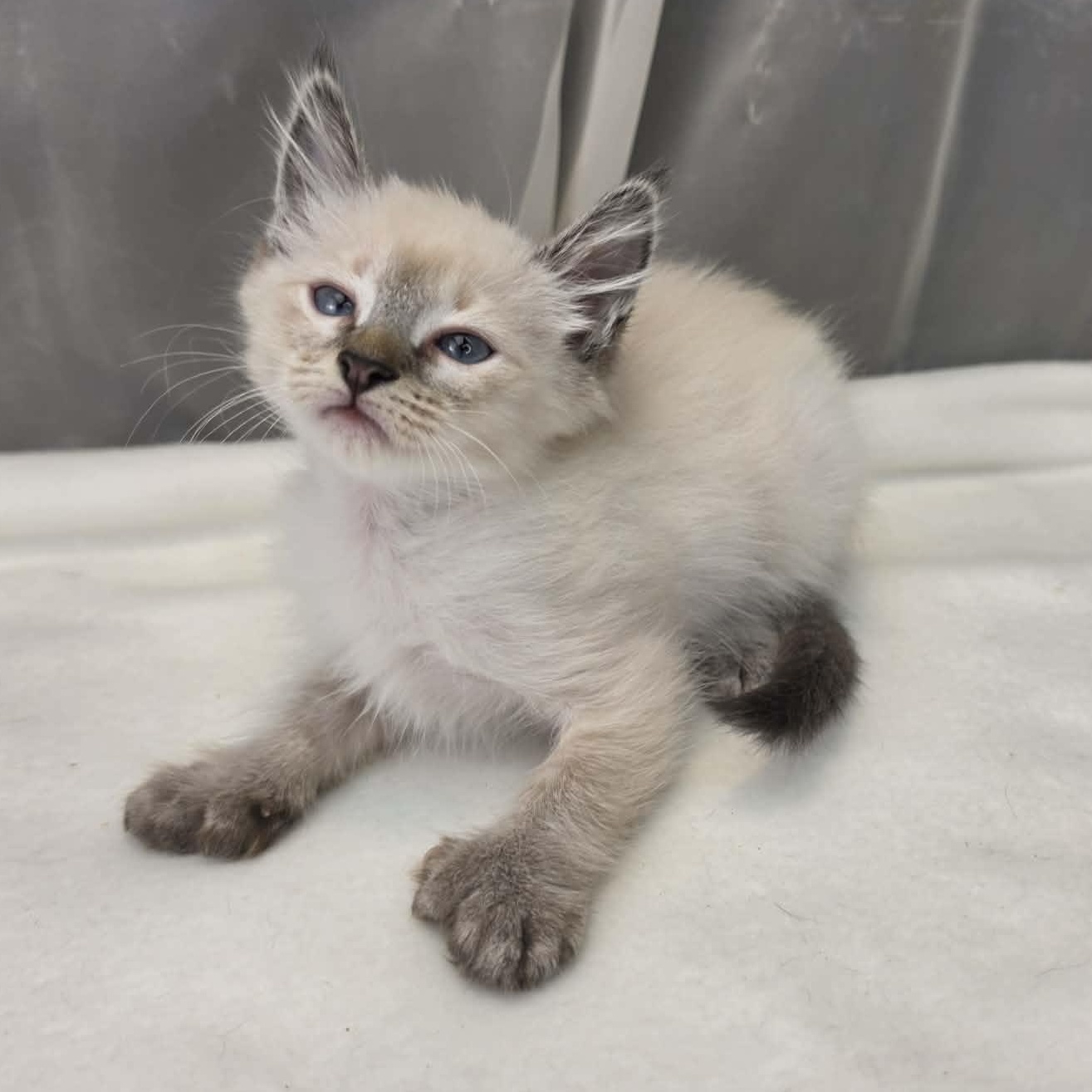 King, a Adoptable Siamese in Farmington, CT image 2/6