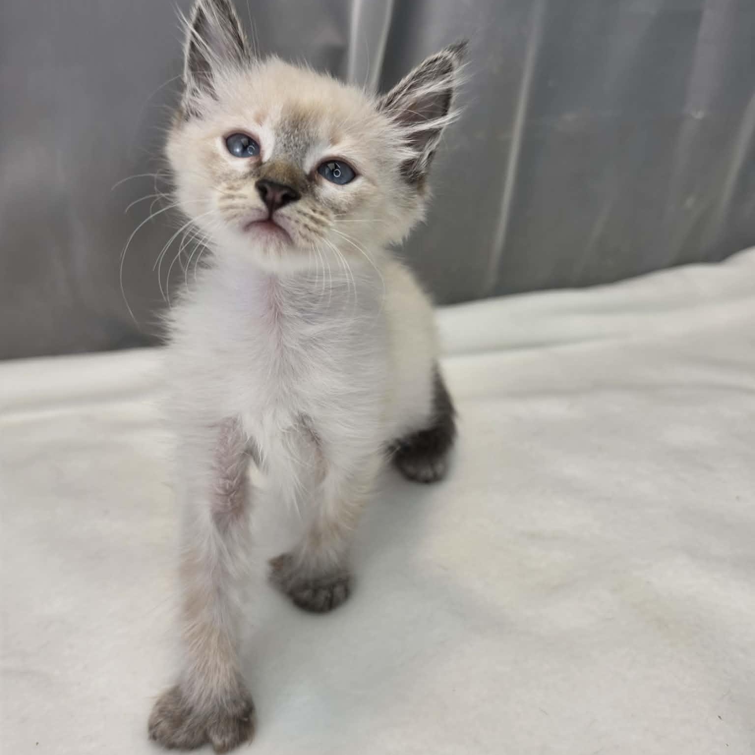 King, a Adoptable Siamese in Farmington, CT image 3/6