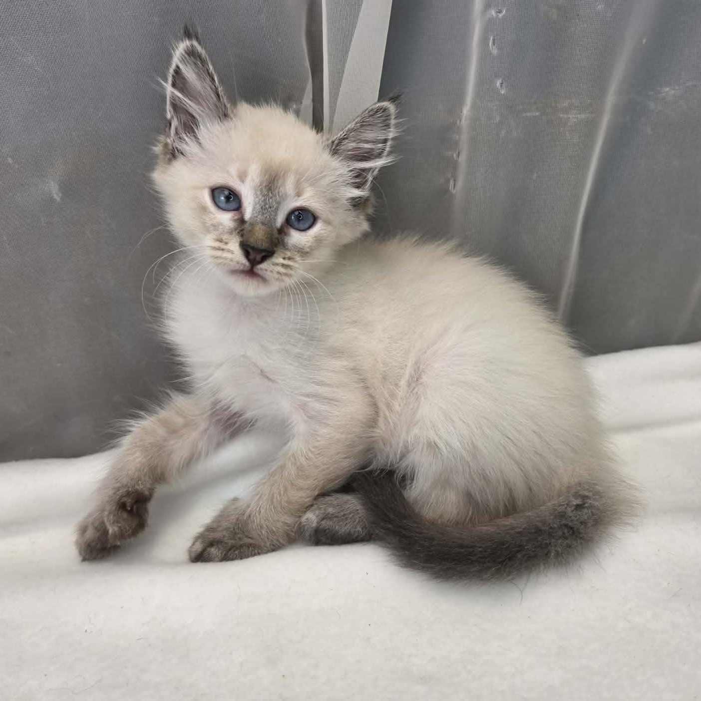 King, a Adoptable Siamese in Farmington, CT image 5/6