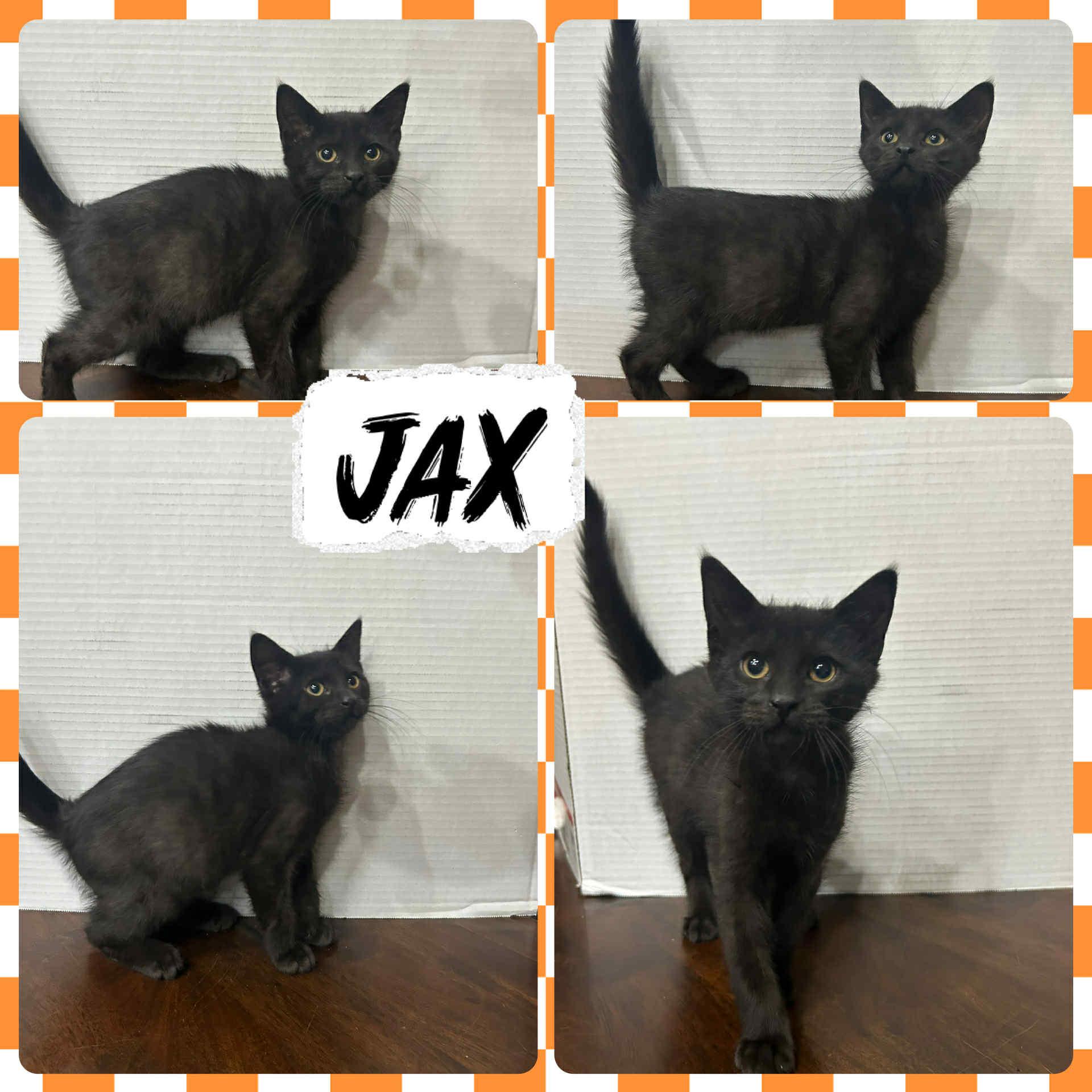 Jax, Young Male unknown