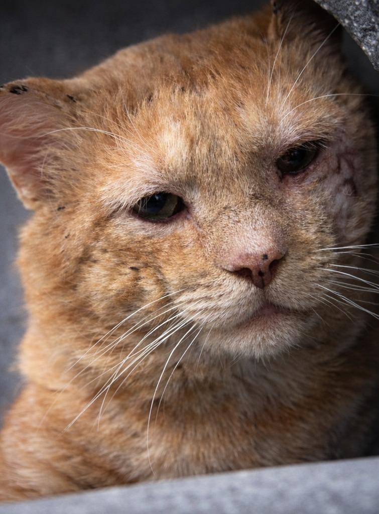 Carl, a Adoptable mixed breed in Brenham, TX image 2/5