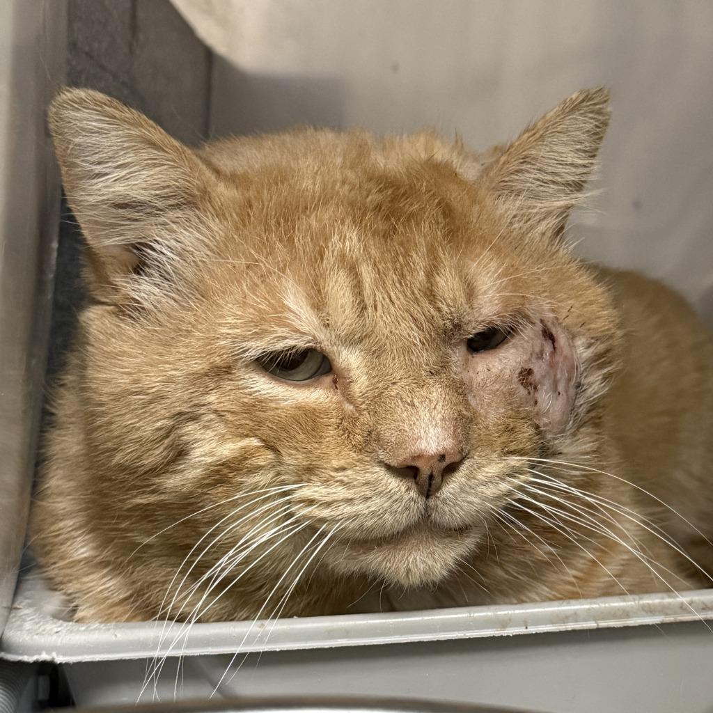 Carl, a Adoptable mixed breed in Brenham, TX image 4/5