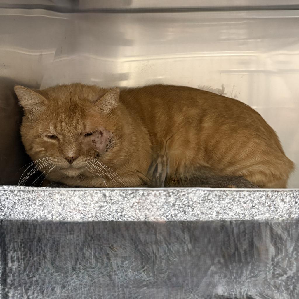 Carl, a Adoptable mixed breed in Brenham, TX image 5/5