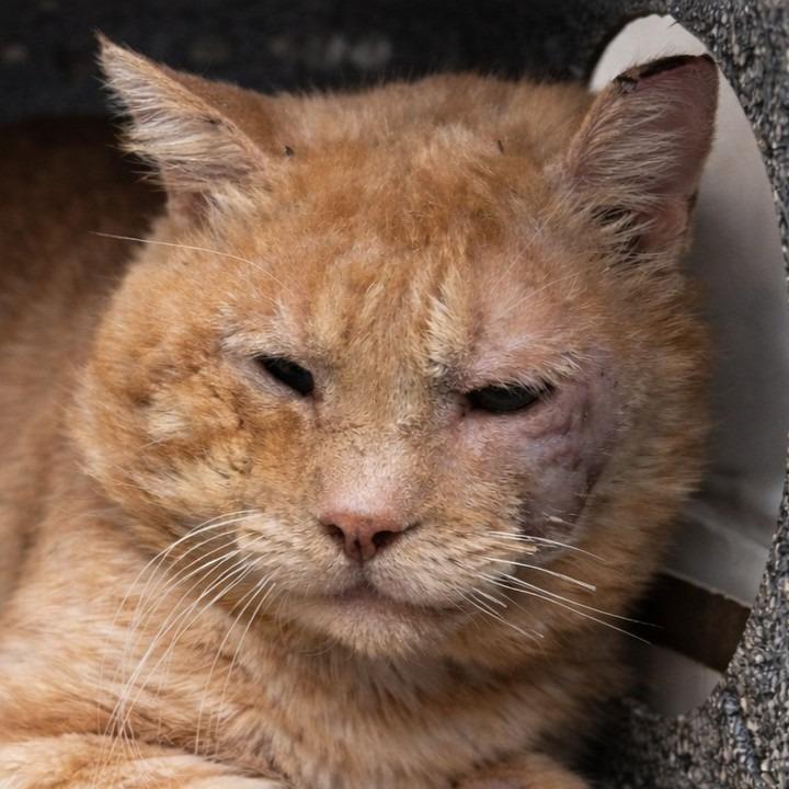 Carl, Adoptable, Adult Male Domestic Short Hair.