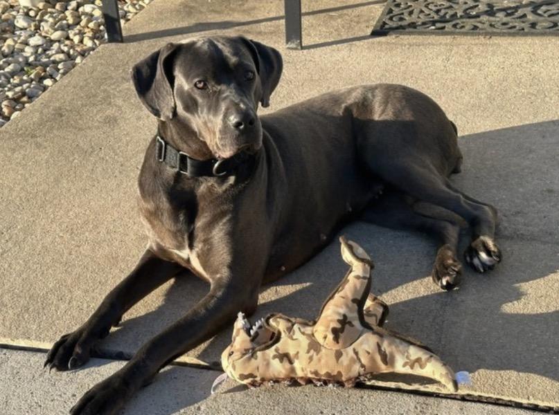 Lina, ADOPTABLE, Young Female Cane Corso & Great Dane.