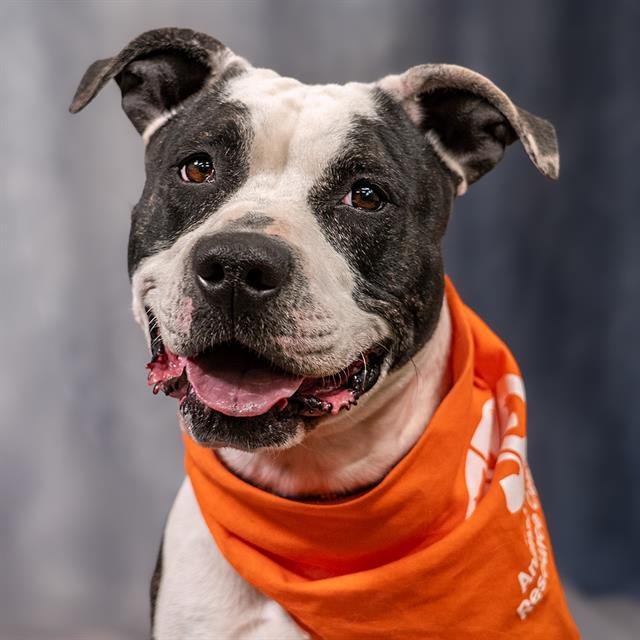 MEAGAN, Adoptable, Adult Female Pit Bull Terrier & Mixed Breed.
