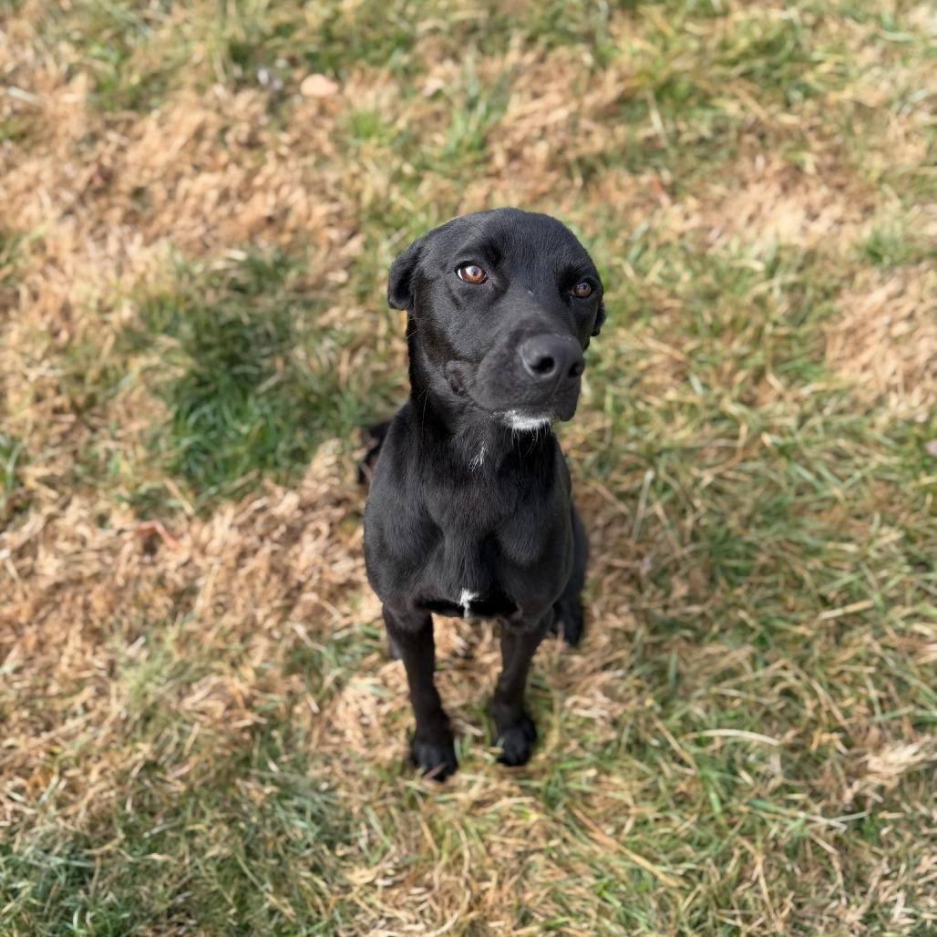 Enlarge Prince, a Adoptable Black Labrador Retriever in Danville, KY image 1/2