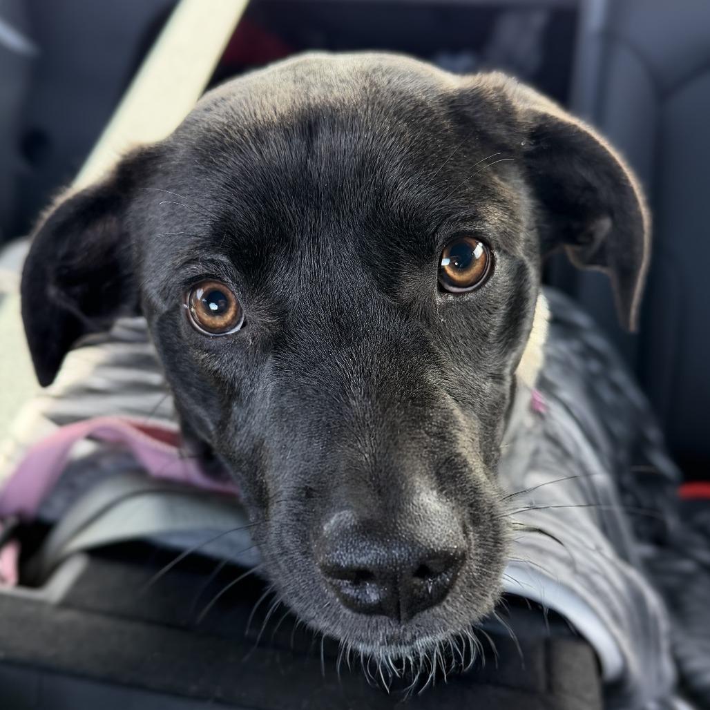 Enlarge Prince, a Adoptable Black Labrador Retriever in Danville, KY image 2/2