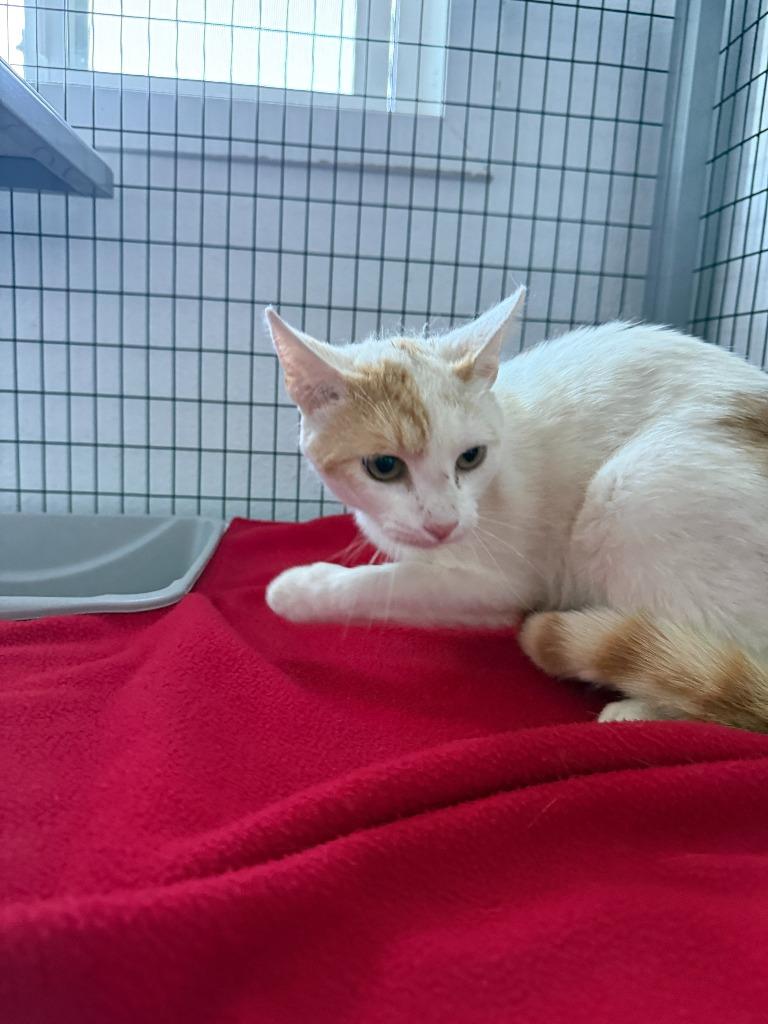 Samuel, Adoptable, Young Male Domestic Short Hair.