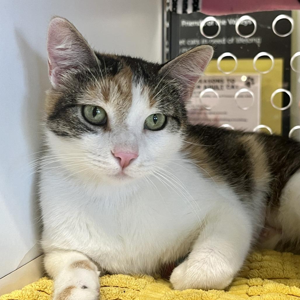 Harley, Adoptable, Adult Female Domestic Short Hair.