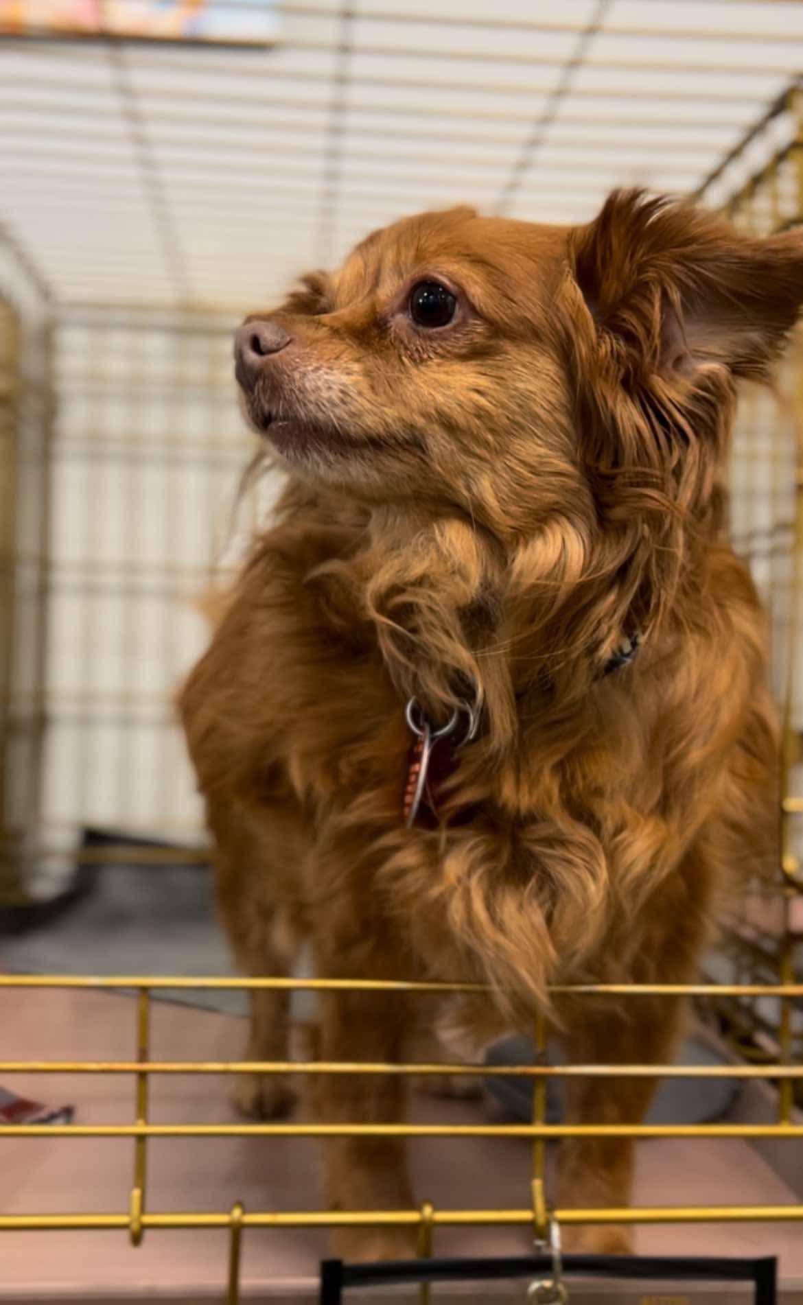 Buttercup, adopted, Adult Female Pomeranian & Chihuahua.