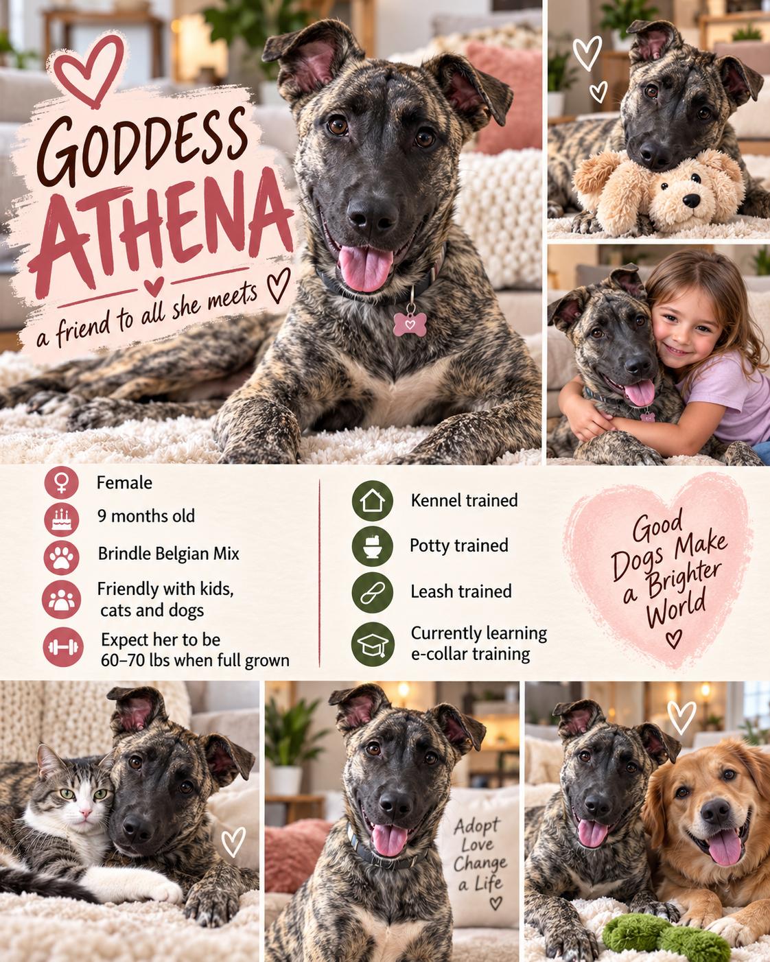 Athena, Adoptable, Young Female Belgian Shepherd / Malinois.