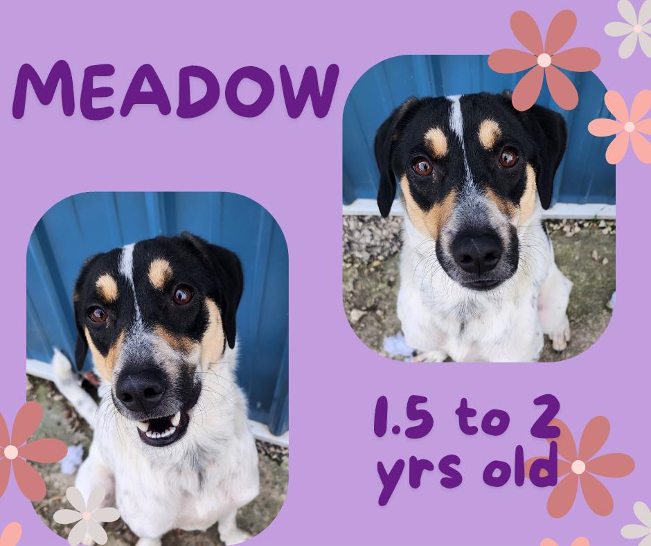 Meadow, Adoptable, Young Female Jack Russell Terrier.