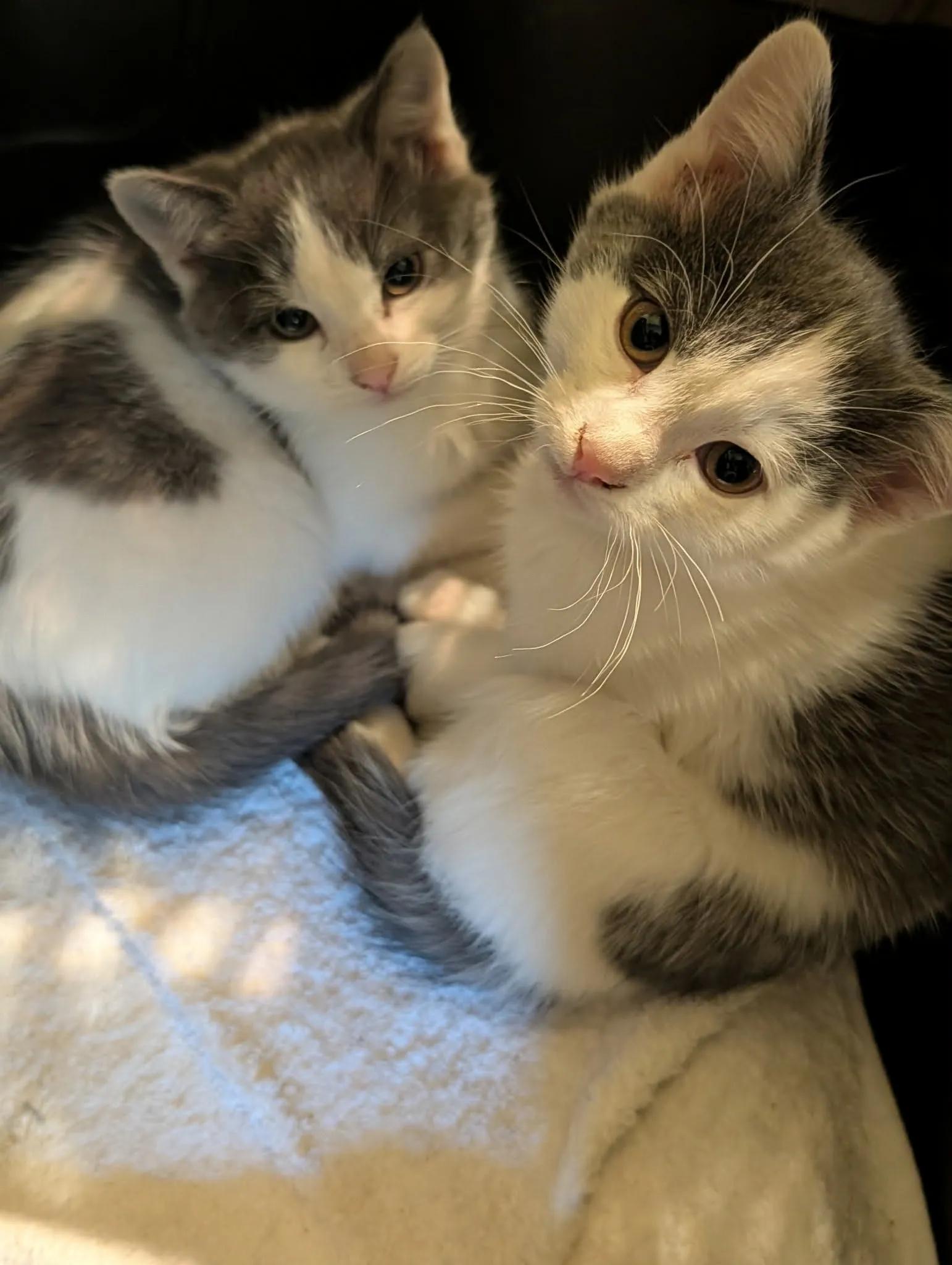 Enlarge Garret and Graham, an adopted Domestic Short Hair in Missoula, MT image 1/1