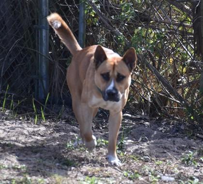 King Julien, ADOPTABLE, Young Male Belgian Shepherd / Malinois & American Staffordshire Terrier.