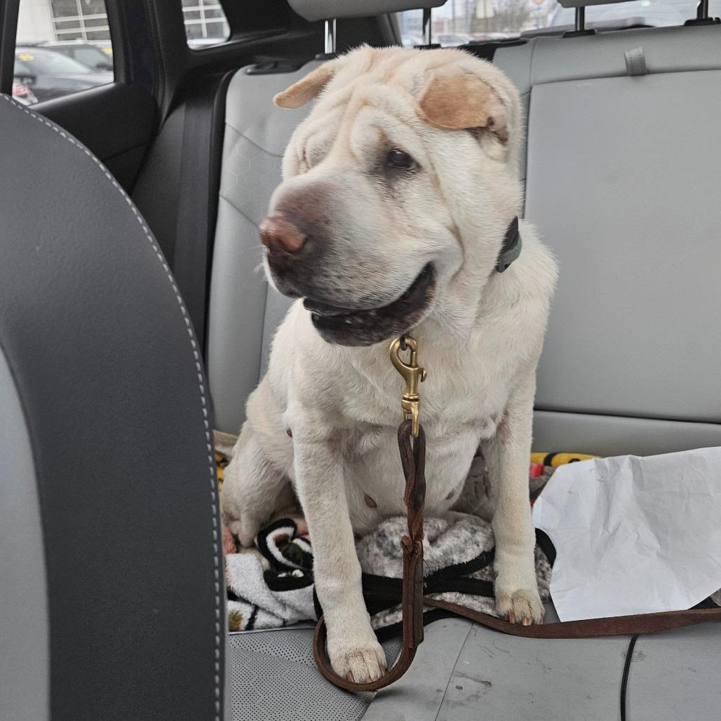Enlarge Olive *adoption pending*, a Adoptable Shar-Pei in Alexandria, VA image 1/5