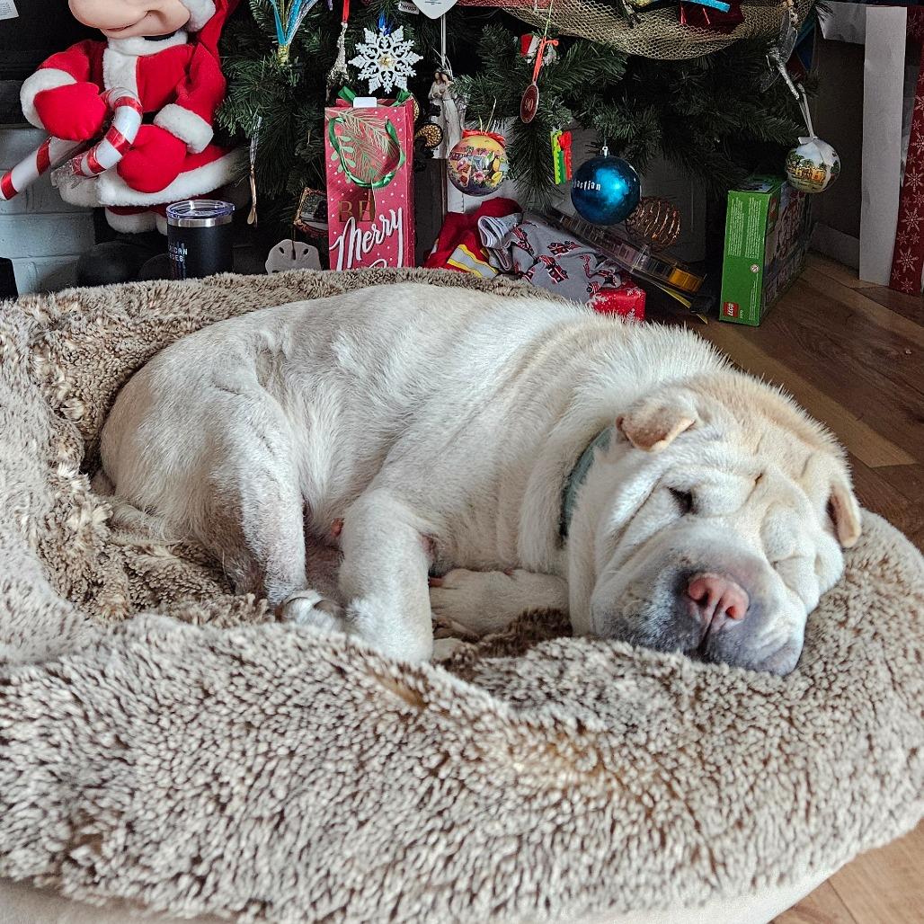 Enlarge Olive *adoption pending*, a Adoptable Shar-Pei in Alexandria, VA image 2/5