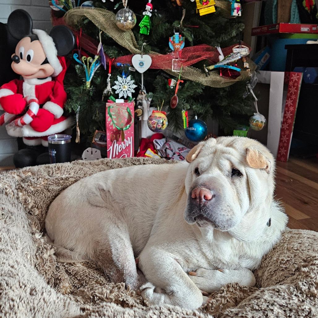 Enlarge Olive *adoption pending*, a Adoptable Shar-Pei in Alexandria, VA image 3/5