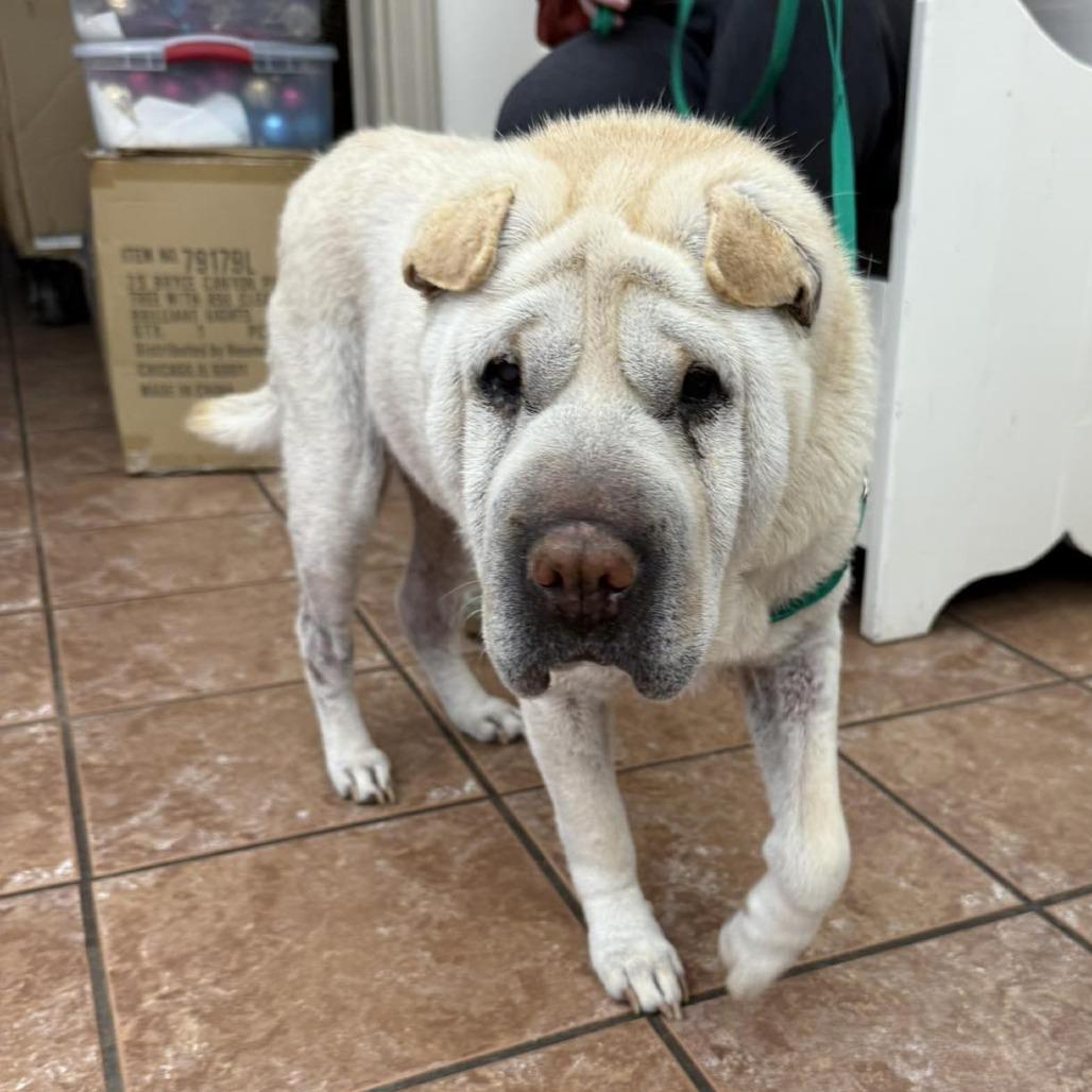 Enlarge Olive *adoption pending*, a Adoptable Shar-Pei in Alexandria, VA image 5/5