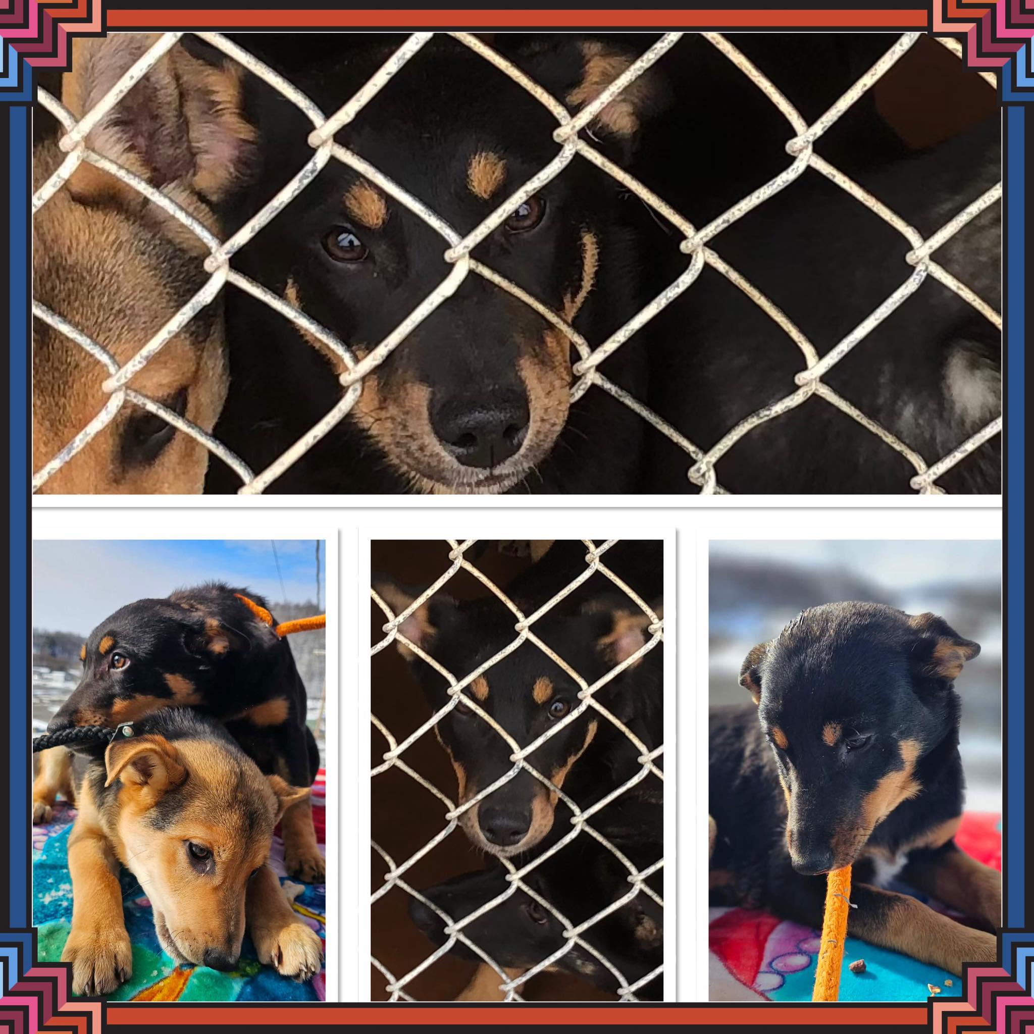 BARKBRA STREISAND , ADOPTABLE, Puppy Female Shepherd.