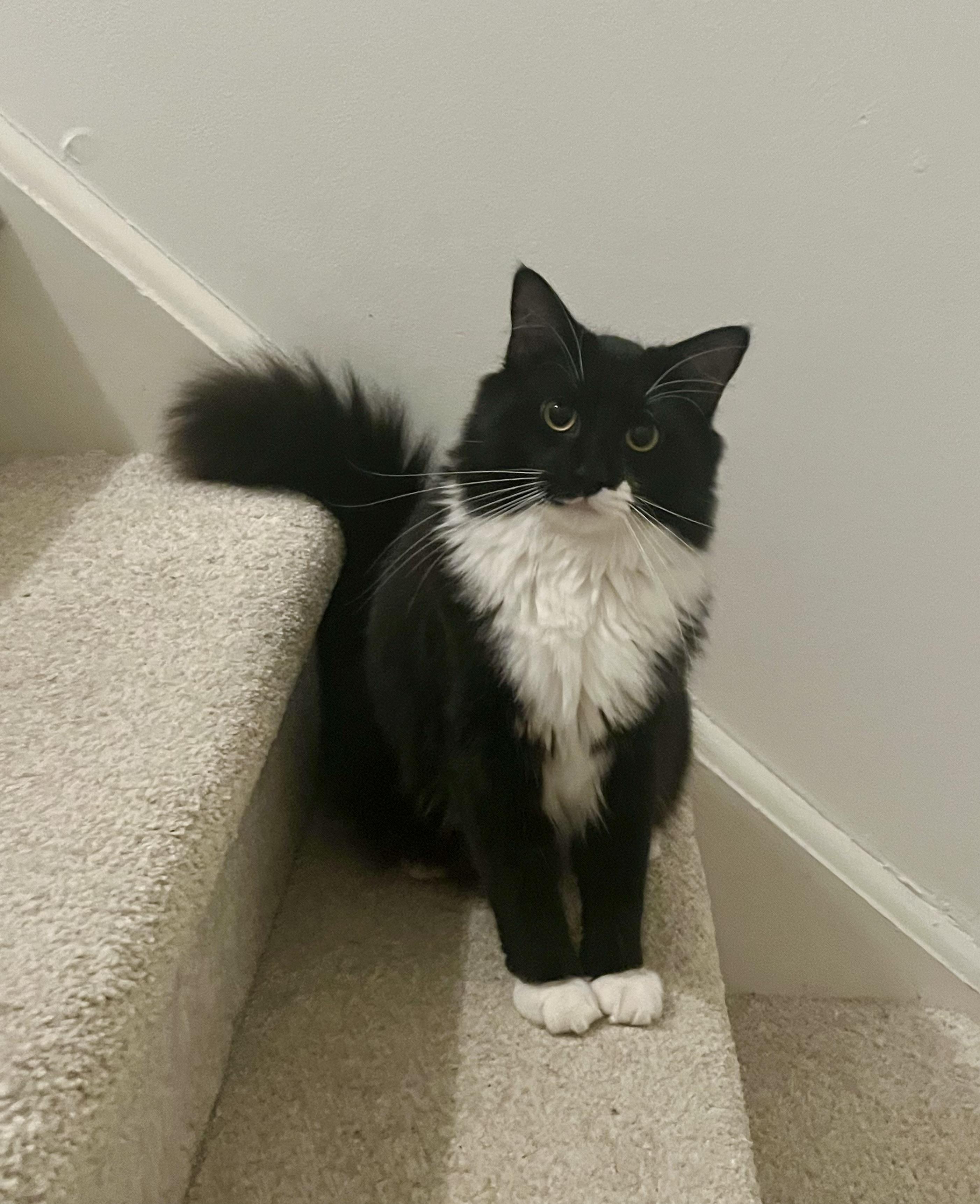 Spooky, a Adoptable Tuxedo in Avondale, PA image 1/3