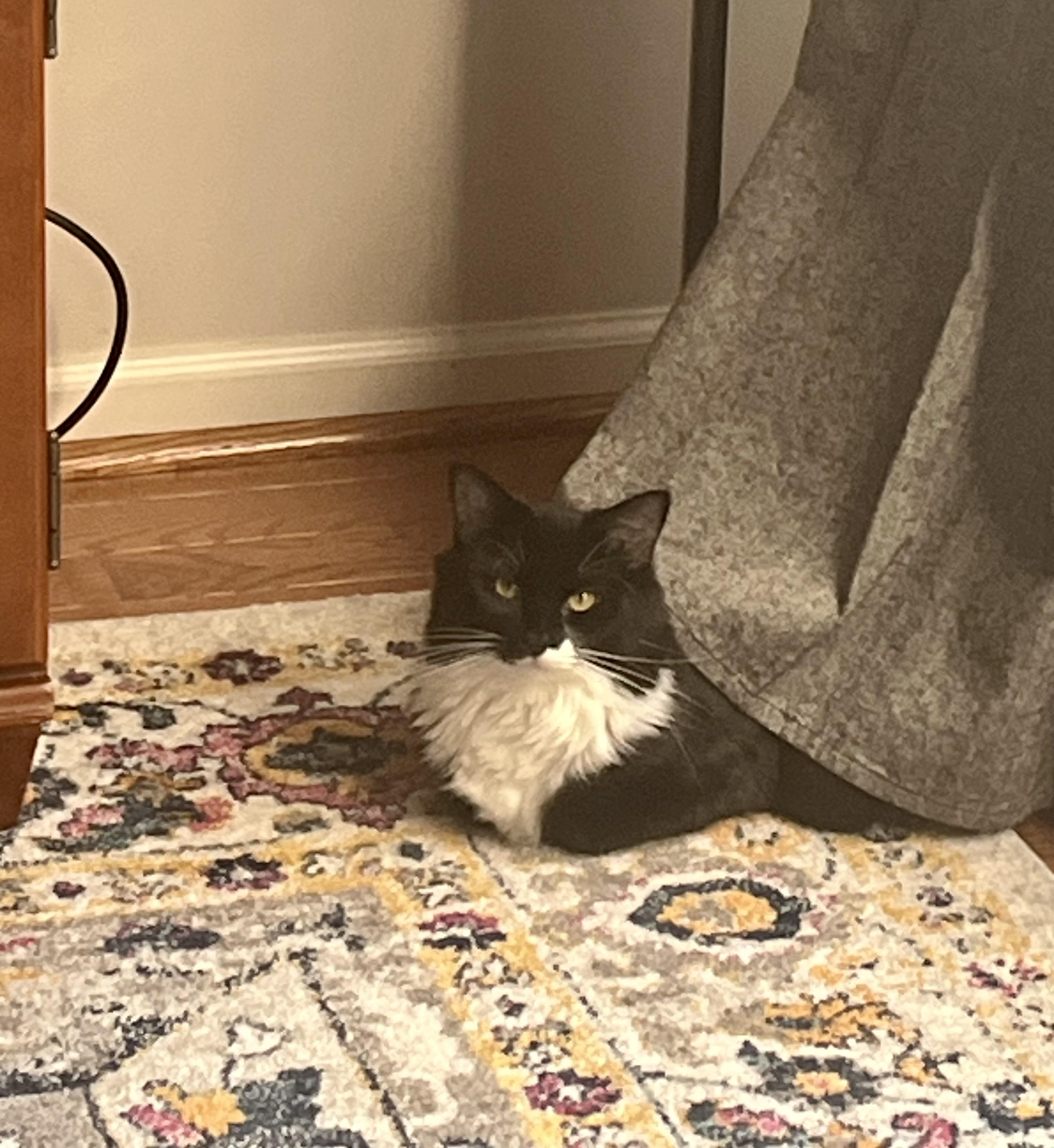 Spooky, Adoptable, Young Female Tuxedo.