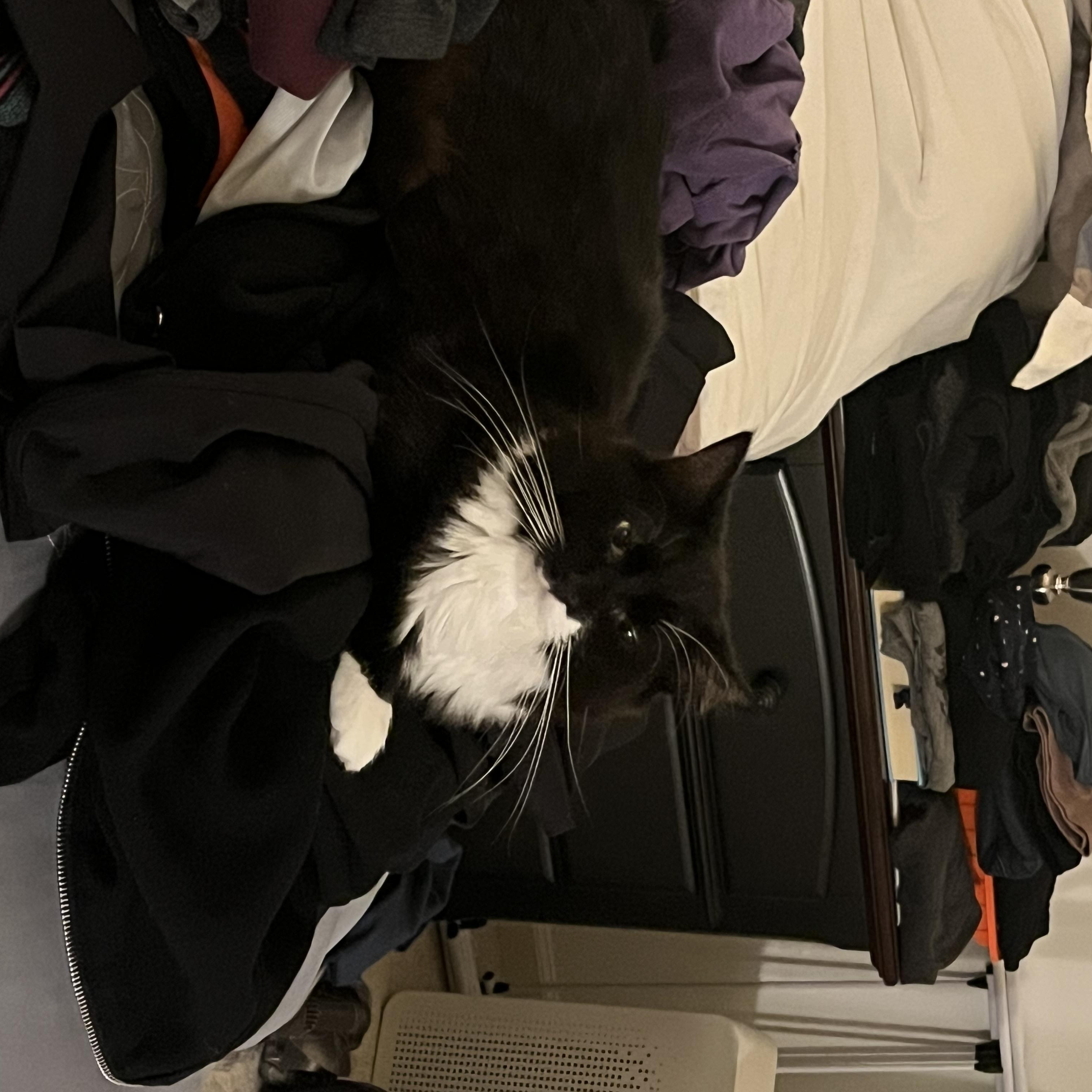 Spooky, a Adoptable Tuxedo in Avondale, PA image 3/3