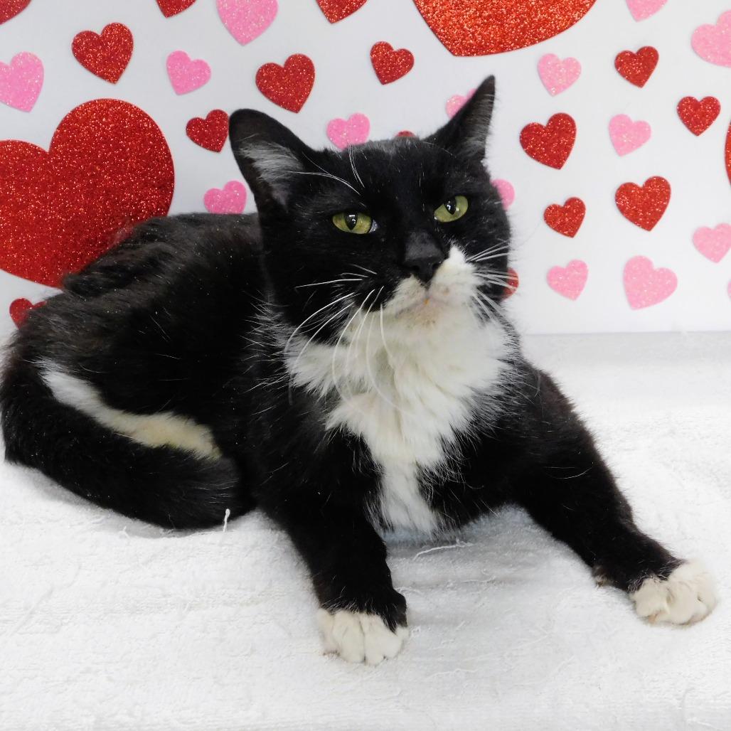 Midnight, Adoptable, Senior Male Domestic Short Hair.