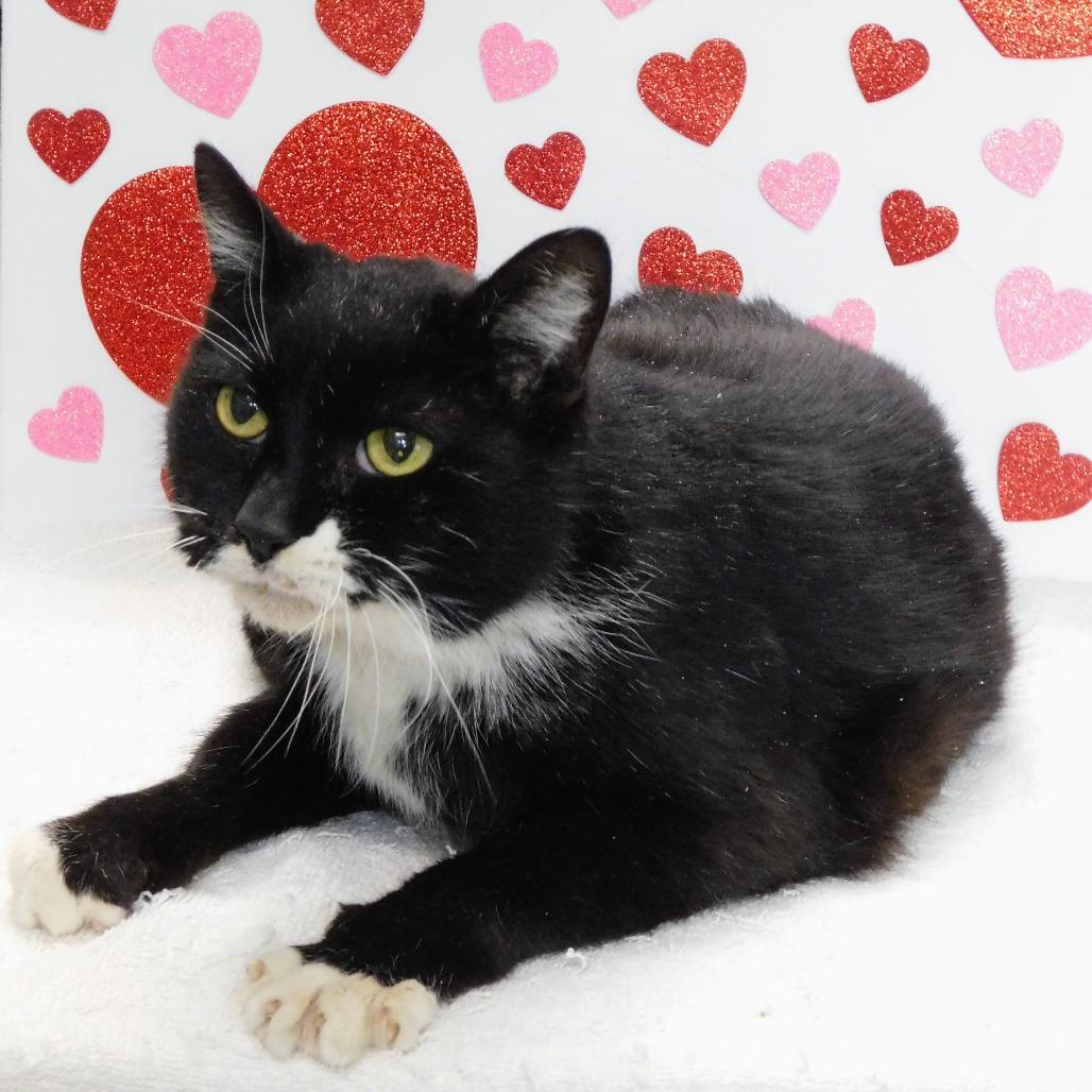 Enlarge Midnight, a Adoptable Domestic Short Hair in Peoria, IL image 3/5