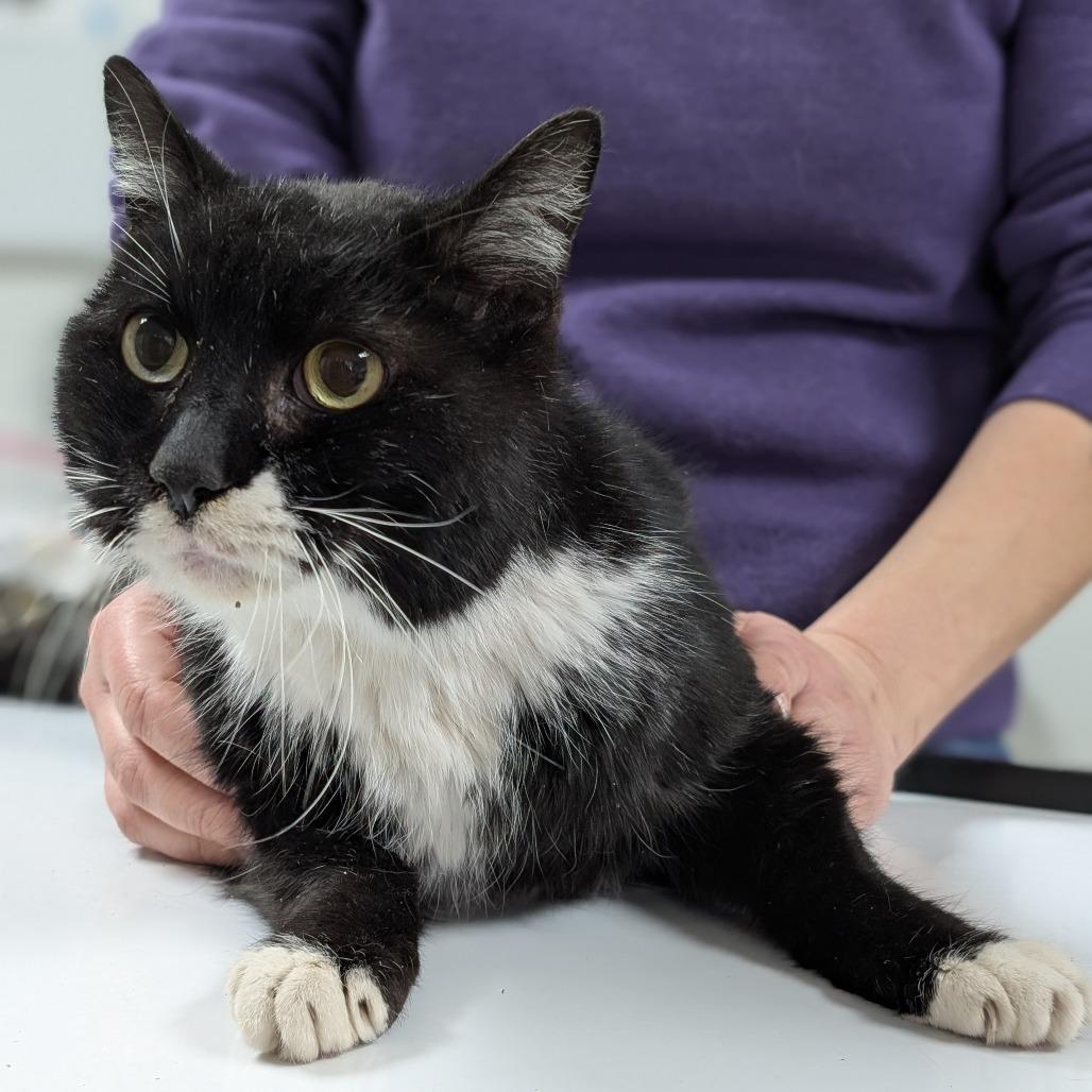 Enlarge Midnight, a Adoptable Domestic Short Hair in Peoria, IL image 4/5