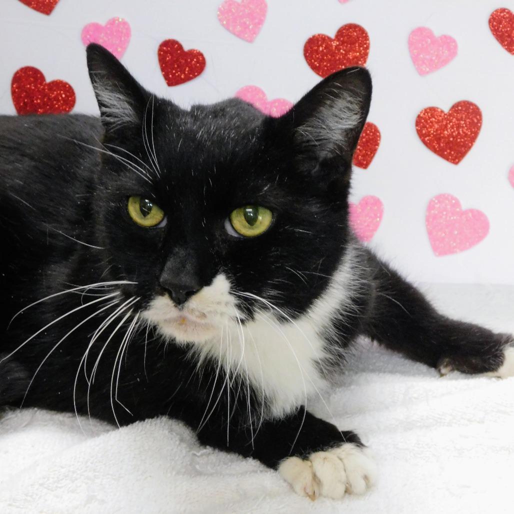 Enlarge Midnight, a Adoptable Domestic Short Hair in Peoria, IL image 5/5