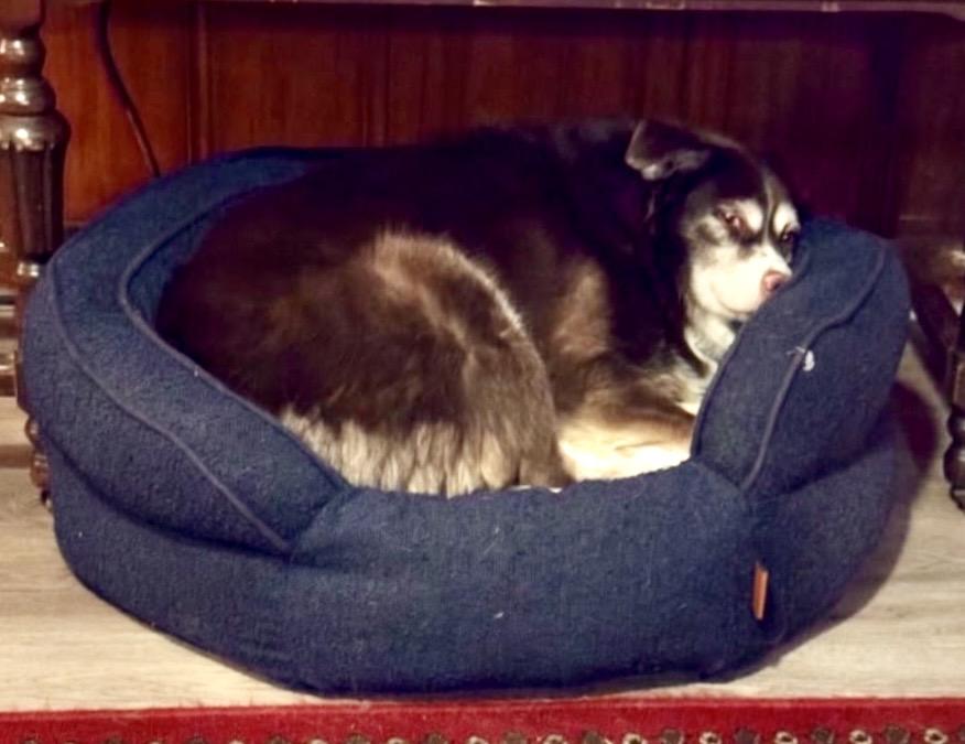 Enlarge ARPH #14685 - Laverne, a Adoptable Australian Shepherd in North Richland Hills, TX image 4/6