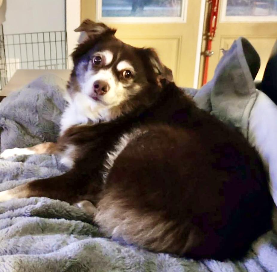 Enlarge ARPH #14685 - Laverne, a Adoptable Australian Shepherd in North Richland Hills, TX image 2/6