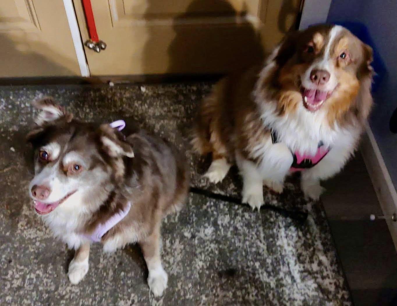 Enlarge ARPH #14685 - Laverne, a Adoptable Australian Shepherd in North Richland Hills, TX image 3/6