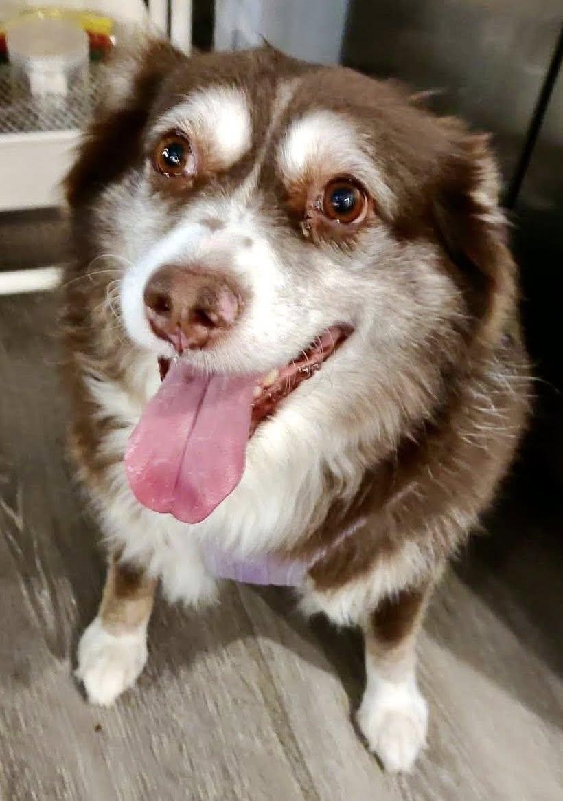 Enlarge ARPH #14685 - Laverne, a Adoptable Australian Shepherd in North Richland Hills, TX image 1/6