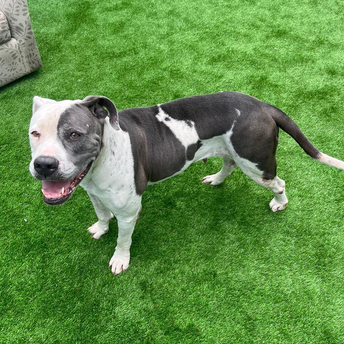 Snow White, an adoptable Pit Bull Terrier in Key West, FL, 33040 | Photo Image 2