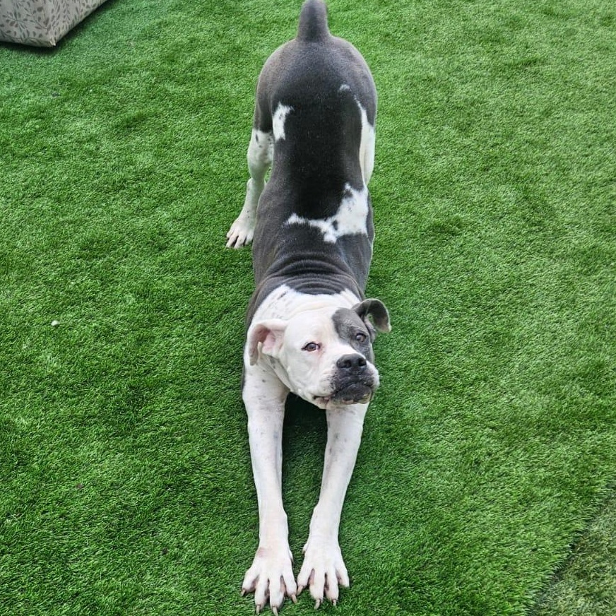 Snow White, an adoptable Pit Bull Terrier in Key West, FL, 33040 | Photo Image 3