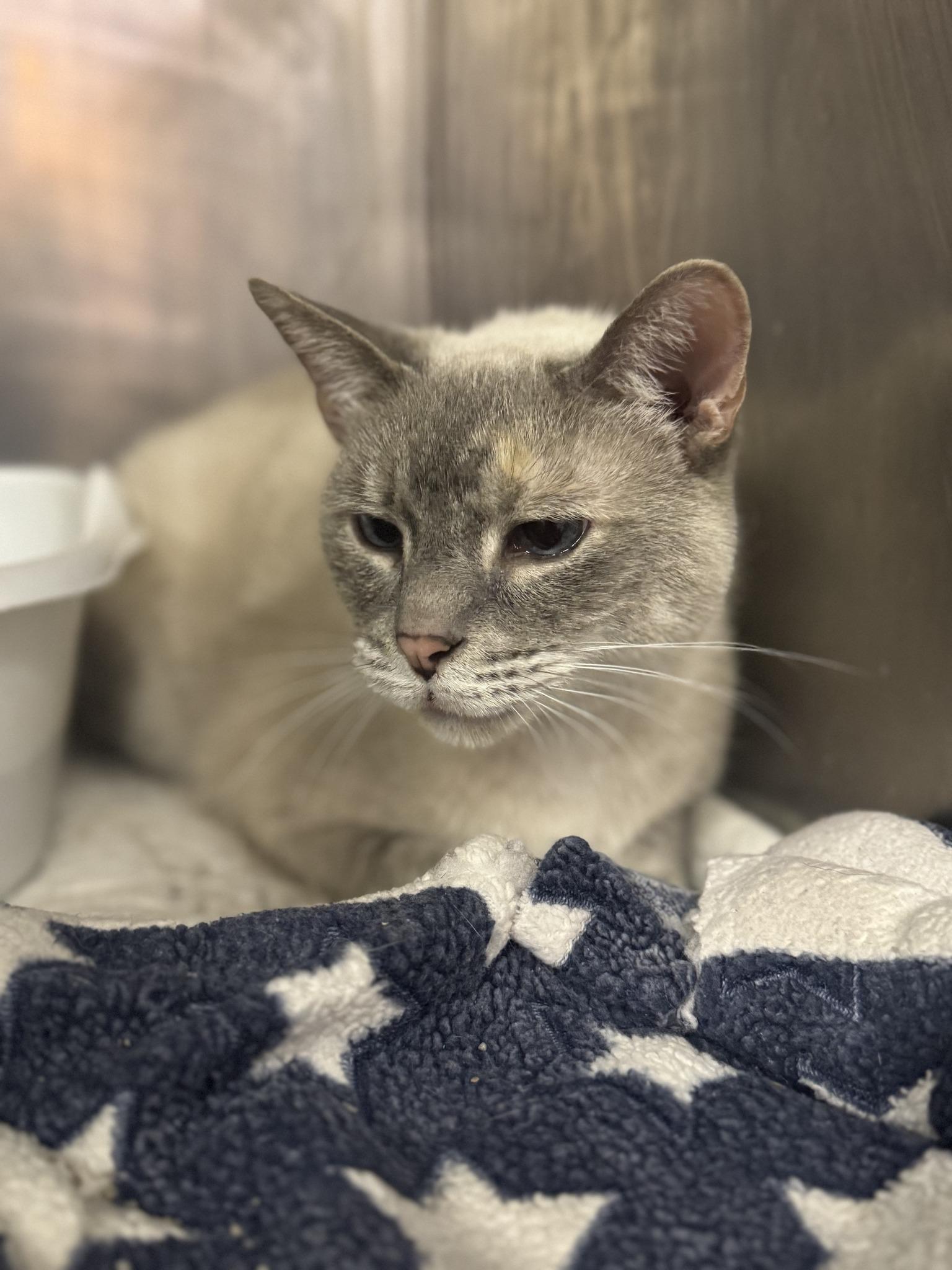 Soto, Adoptable, Adult Female Siamese.