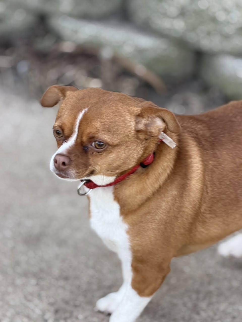 Enlarge Nora Jane, a Adoptable Chihuahua in Ashville, OH image 2/3