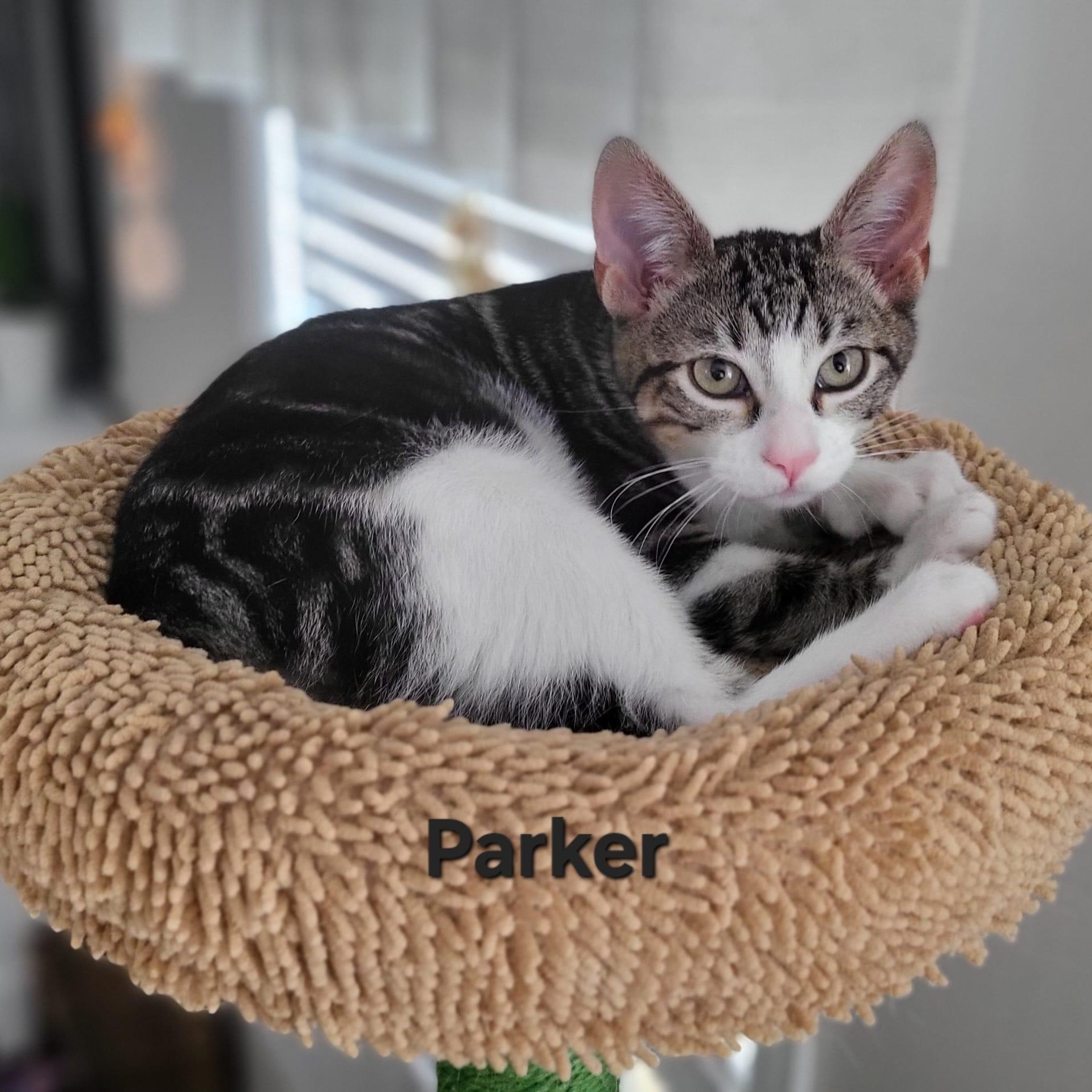 Parker, ADOPTABLE, Kitten Male Domestic Short Hair.