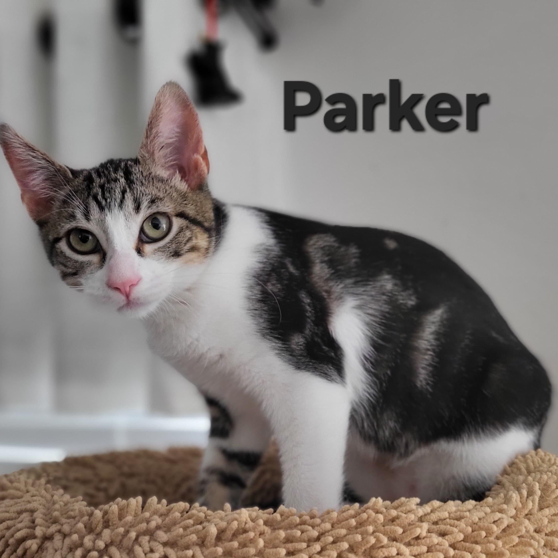 Enlarge Parker, a ADOPTABLE Domestic Short Hair in Sewell, NJ image 2/2
