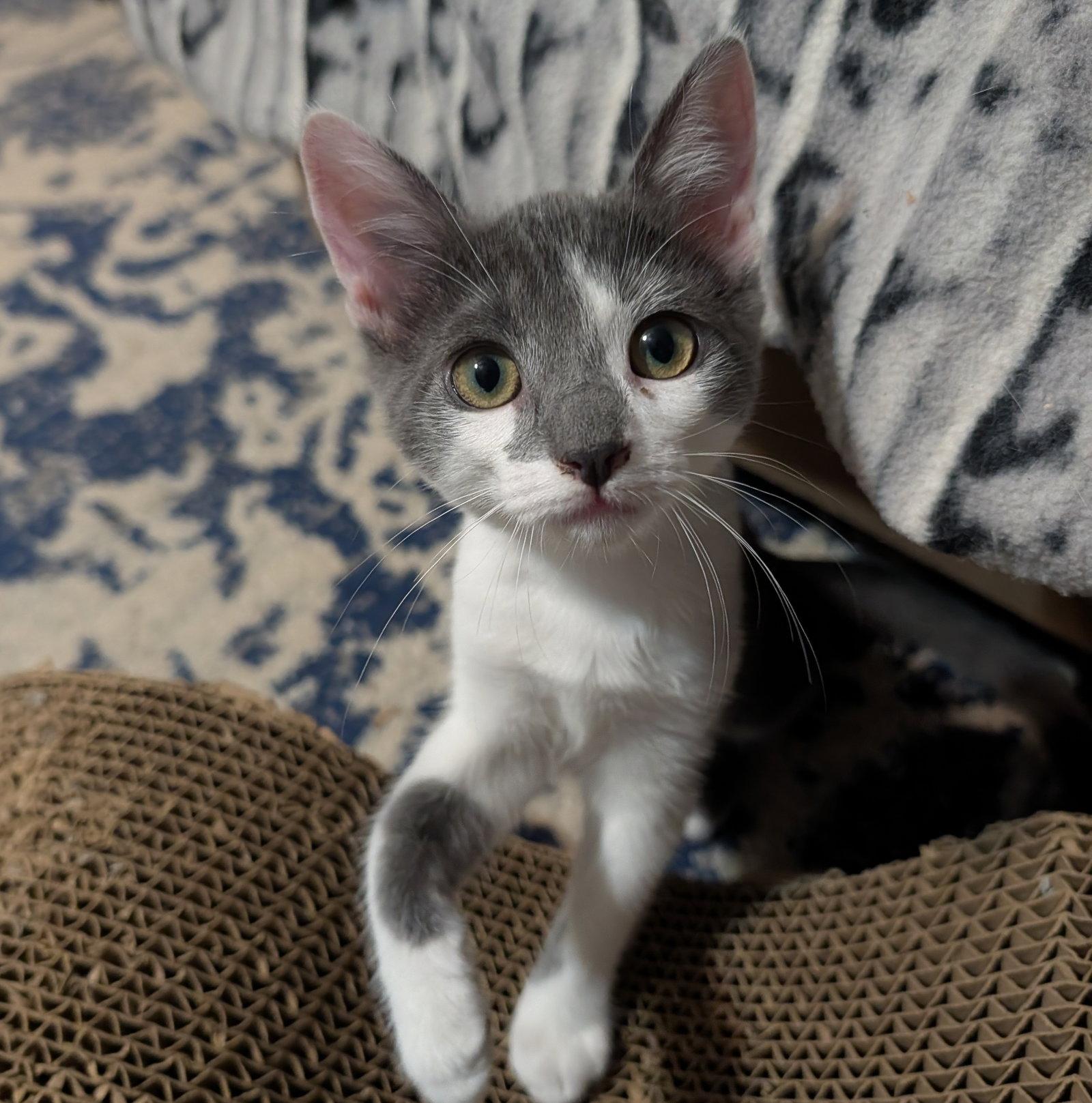 Roulette, Adoptable, Kitten Female Domestic Short Hair.