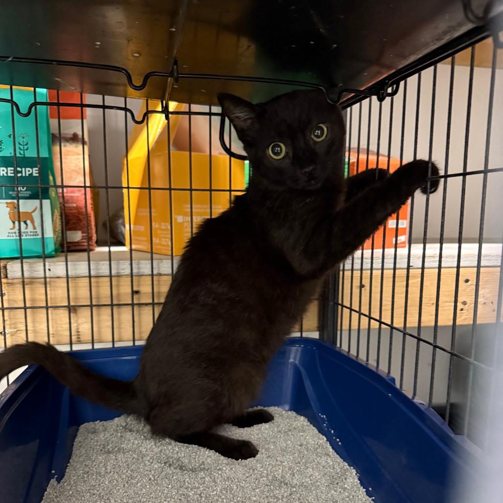 Baby Boy, Adoptable, Kitten Male Domestic Short Hair.