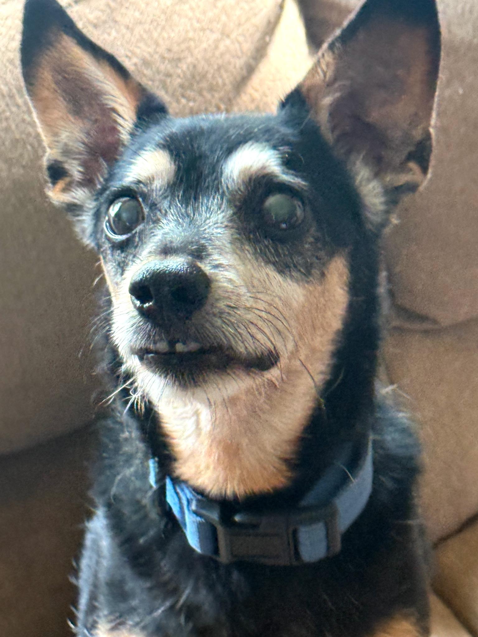 Frankie, a ADOPTABLE mixed breed in Louisville, KY image 2/2