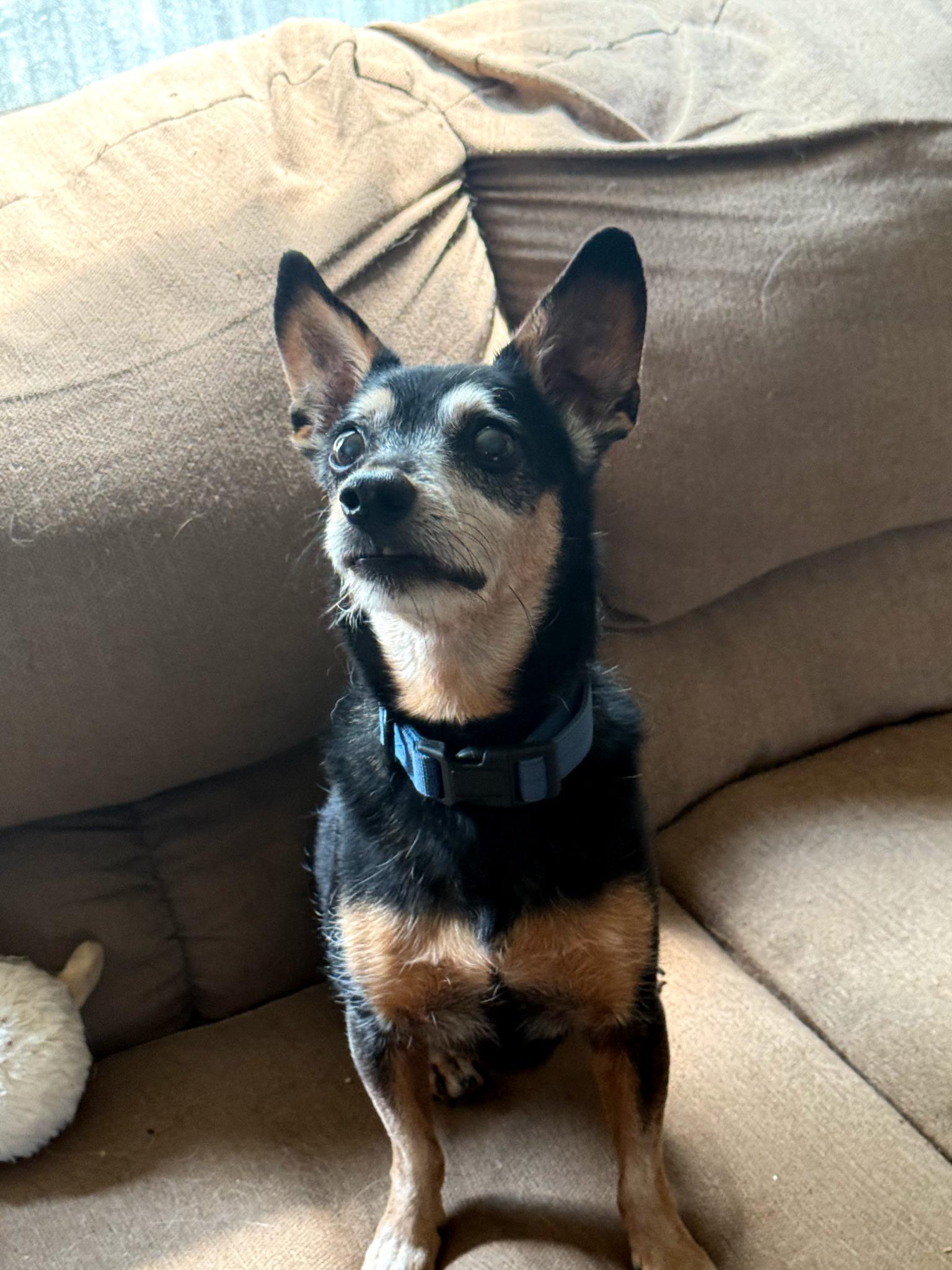 Frankie, ADOPTABLE, Adult Male Miniature Pinscher.