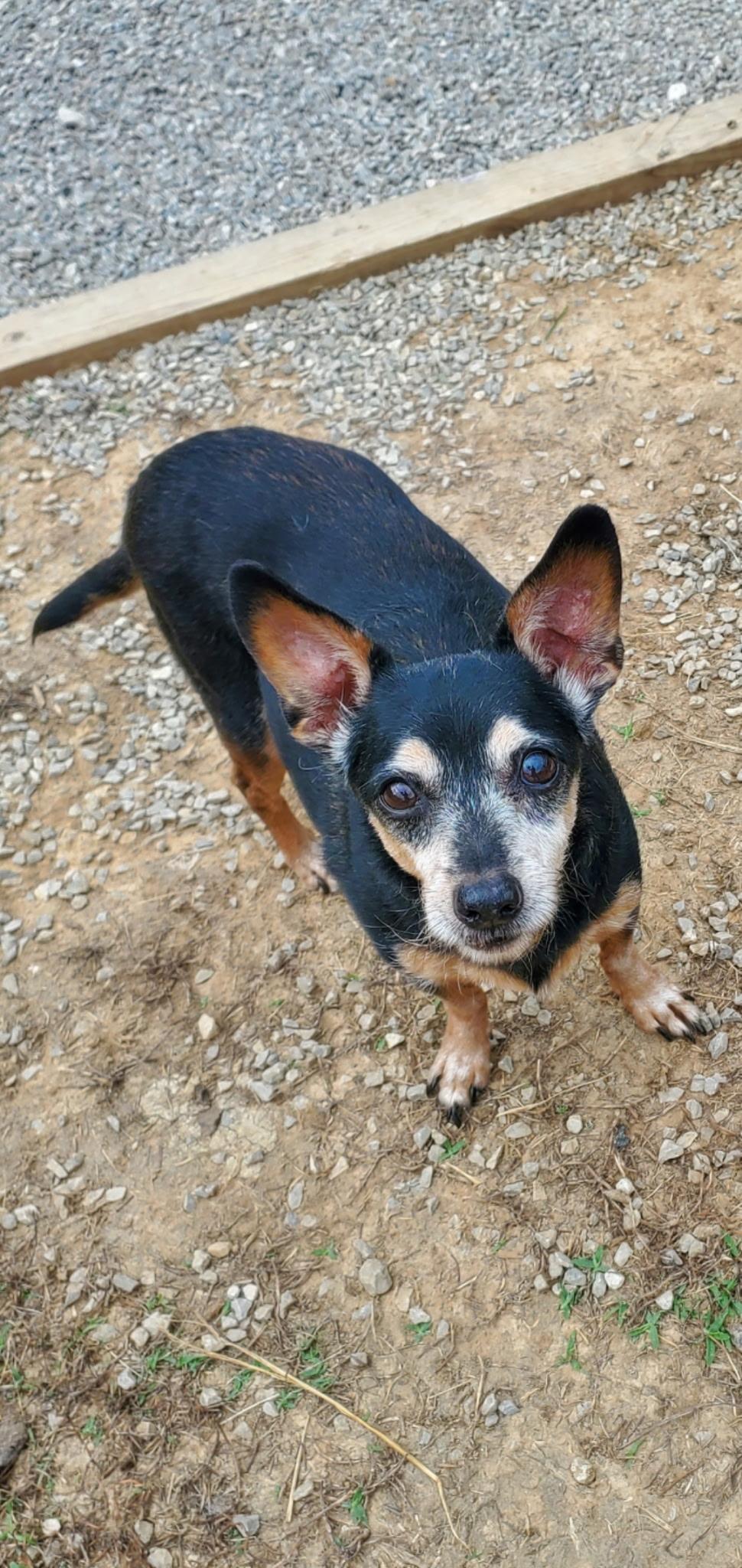 Frankie, ADOPTABLE, Adult Male Miniature Pinscher.