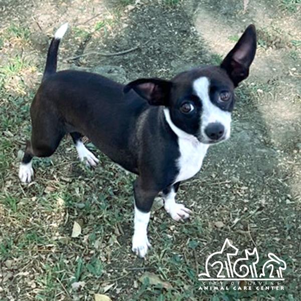 CURLY, Adoptable, Adult Female Chihuahua.