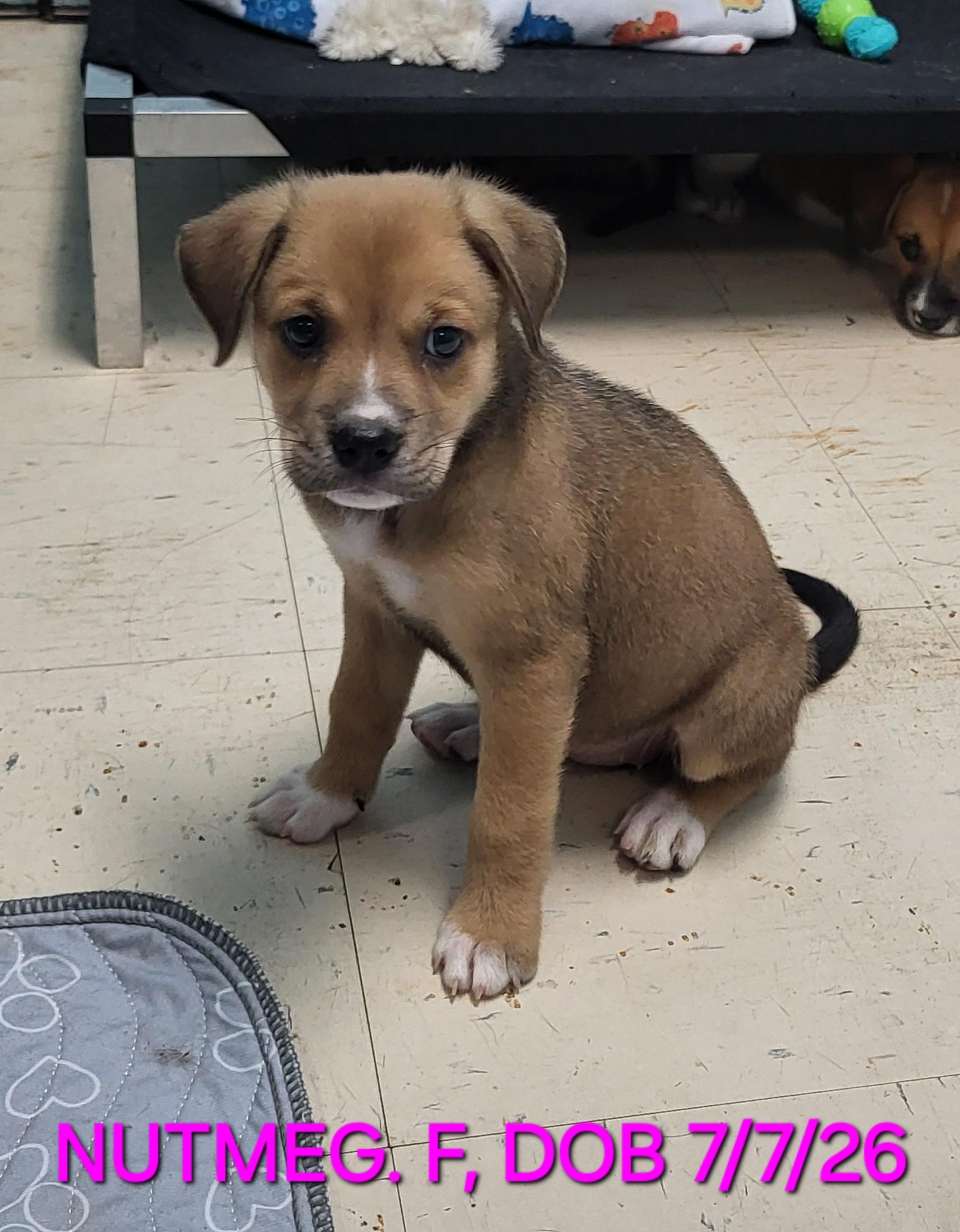 Enlarge Nutmeg, a Adoptable mixed breed in Sarasota, FL image 1/3